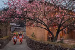 Flores de cerezos en Lung Cu, provincia de Tuyen Quang. (Fuente: VNA)