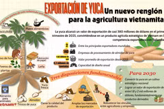 Exportación de yuca, nuevo reglón para la agricultura vietnamita 