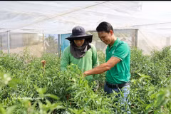 Nguyen Viet Tu (derecha) y el personal técnico de la cooperativa inspeccionan el cultivo de chiles picantes, listo para la cosecha con destino a la exportación a países europeos. (Fuente: VNA)