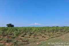 Zona de cultivo de Jatrofa de la empresa Star Japón, en la comuna de My Son, de la provincia vietnamita de Khanh Hoa. (Fuente: Star Japón)