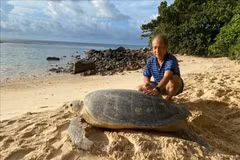 La tortuga madre, con un peso de casi 150 kg, llega a desovar en el Parque Nacional Con Dao. (Fuente: VNA)