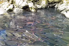 Arroyo de Cam Luong: Un santuario natural donde conviven biodiversidad y tradición