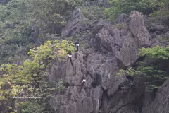 Ejemplares de langur de Delacour habitan en la Reserva Natural de Humedales de Van Long, en la provincia de Ninh Binh. (Fuente: VNA)