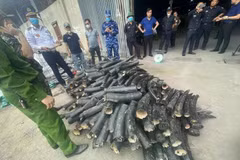Incautan márfil en la ciudad de Hai Phong. (Fuente: VNA)