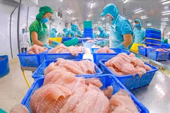 Los trabajadores procesan pangasius para la exportación. (Fuente: VietnamPlus)