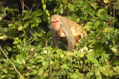 Un tipo de monos del género Macaca. (Fuente: VNA)