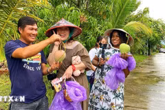 Turistas disfrutan de la experiencia de recoger mangos en los huertos de la comuna de Cam Lam, en Khanh Hoa. (Fuente: VNA)