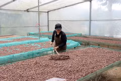 La empresa “Ban Cacao” compra cacao local y produce decenas de productos como cacao en polvo, chocolate y manteca de cacao. (Fuente: VNA)