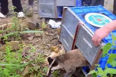 Las especies de vida silvestre liberadas se encuentran de forma natural en el Parque Nacional Tam Dao. (Fuente: VNA)