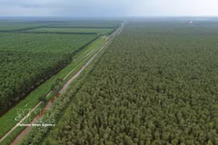 El Parque Nacional U Minh Ha (Fuente: VNA)