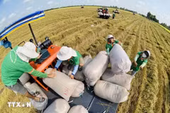 Pese a los retos, exportaciones de arroz logran 1,57 mil millones de dólares