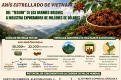 Anís estrellado de Vietnam: del "tesoro" forestal a potencia exportadora millonaria