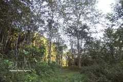 En el Jardín Botánico Periférico de Pu Huong. (Fuente: VNA)
