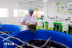Las algas marinas son preparadas cuidadosamente por los trabajadores antes de ser procesadas. (Fuente: VNA)