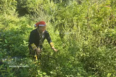 Tan May Liu, miembro de la Cooperativa Comunitaria Dao Rojo, se adentró en el bosque para recolectar hojas medicinales. (Fuente: VNA)