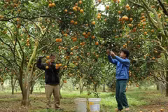En cultivo de naranja. (Fuetne: VNA)