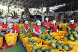 Clasifican pomelos para esportación. (Foto: VNA) 