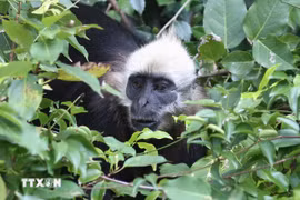 El Langur de Cat Ba (Trachypithecus poliocephalus) es una especie de primate muy rara que solo habita en los bosques húmedos tropicales de la isla de Cat Ba. (Foto: VNA)