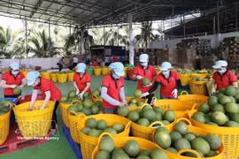 Clasifican pomelos para exportación. (Foto: VNA)