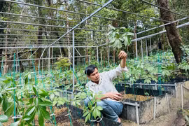 El viaje para llevar el "ginseng, tesoro nacional de Vietnam" al mercado internacional de productos medicinales