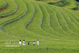 Las terrazas de arroz en Mu Cang Chai, uno de los puntos turísticos atractivos en la región del Noroeste. (Foto: VNA)