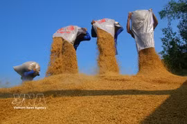 El grano de arroz, como producto final, queda listo para su venta. (Foto: VNA)
