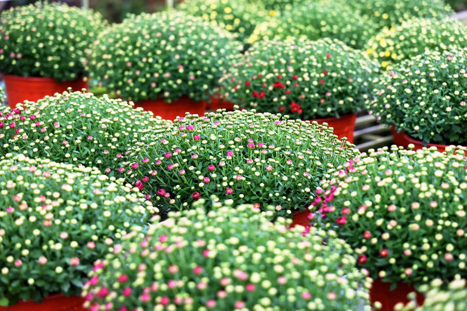 Las macetas de Chrysanthemum morifolium están a punto de abrir sus capullos, listas para florecer justo a tiempo para el Tet 2025. (Foto: VNA)