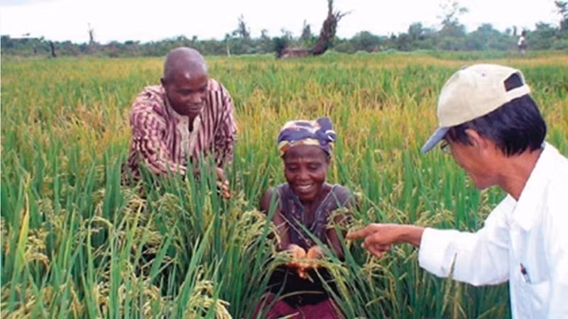 La alegría de los africanos por los éxitos del proyecto de cultivo de arroz apoyado por expertos vietnamitas. Este modelo de cooperación trilateral entre Vietnam, la FAO y Senegal ha sido ampliado y aplicado con éxito. (Foto: VNA)