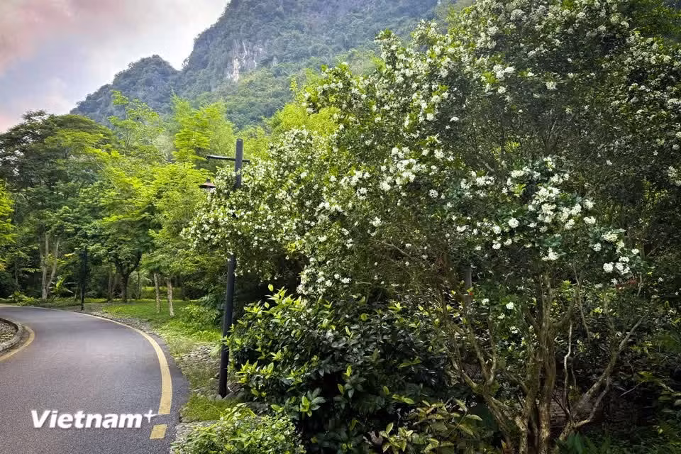 Existen más de 10 especies de laurel. La planta tiene un tronco leñoso y recto, de color amarillo claro, y puede alcanzar entre 2 y 6 metros de altura. (Foto: Vietnam+)