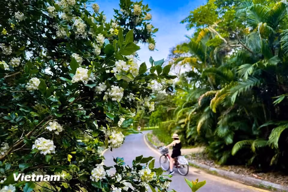 En Vietnam, la variedad de hojas pequeñas y tronco retorcido es la más apreciada. (Foto: Vietnam+)