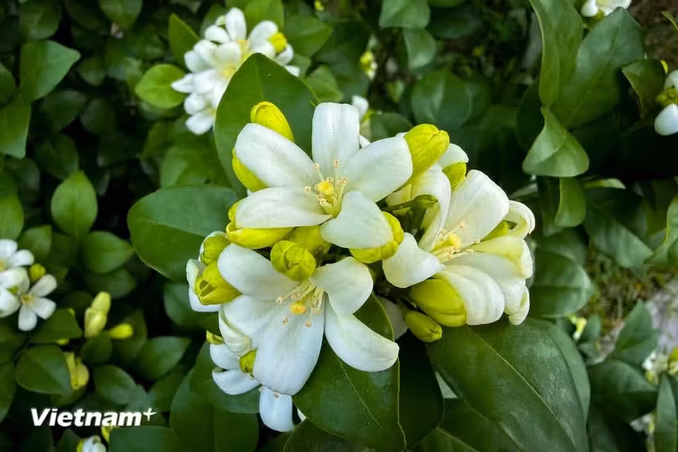 Cada flor cuenta con diez estambres y un ovario en la parte superior, con un estigma de forma esférica. (Foto: Vietnam+)