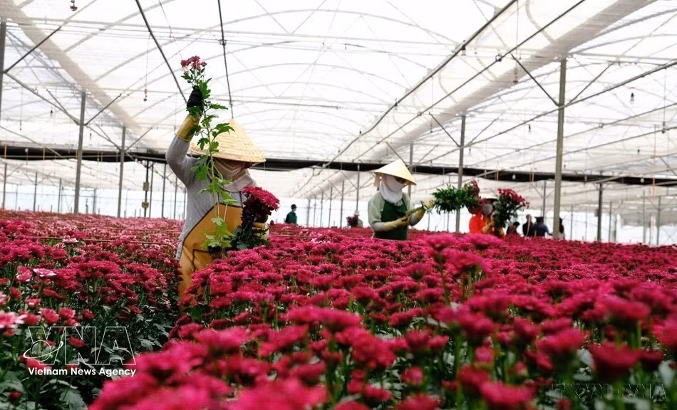 Las flores frescas de la provincia de Lam Dong se exportan a mercados como Dinamarca, Japón y Australia. (Foto: VNA)