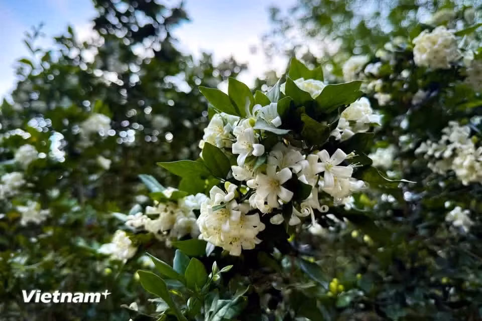Cada racimo reúne unas ocho pequeñas flores que brotan de las axilas de las hojas. (Foto: Vietnam+)