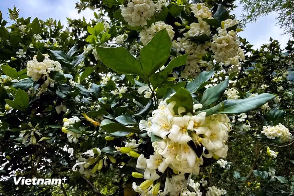 El laurel florece durante todo el año y destaca por sus delicadas flores blancas y su fragancia pura. (Foto: Vietnam+)
