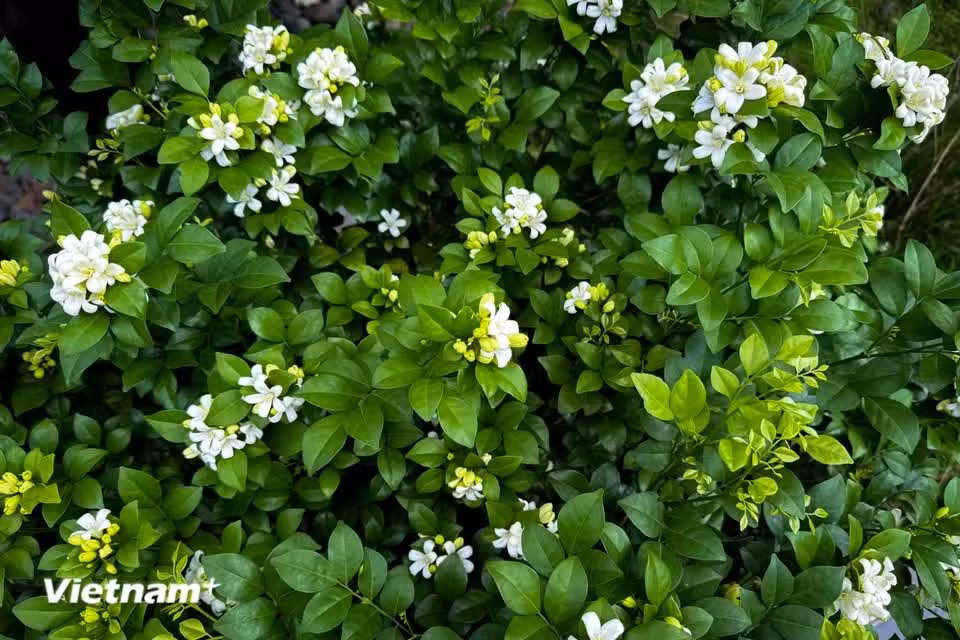 Las hojas crecen de forma alterna a lo largo del tallo y tienen una forma ovalada y estrecha, similar a una lanza. (Foto: Vietnam+)