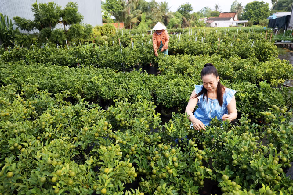 Le Thi Ngoc Phuong, dueña de un vivero de flores ornamentales en Sa Dec, cuida las macetas de kumquat para prepararlas para el Tet. (Foto: VNA)