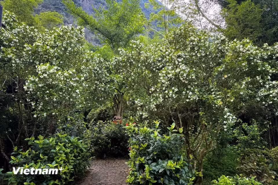 El laurel pertenece a la familia Lauraceae y su nombre científico es Laurus nobilis L. (Foto: Vietnam+)