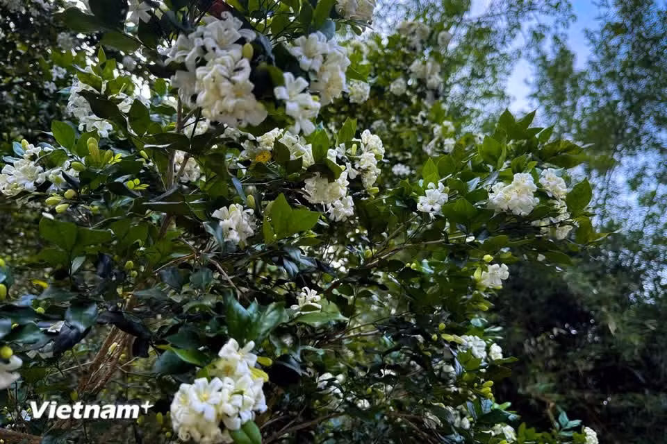 Con un diámetro de entre 12 y 18 milímetros, las flores presentan cinco sépalos verdes y cinco pétalos blancos curvados hacia atrás. (Foto: Vietnam+)