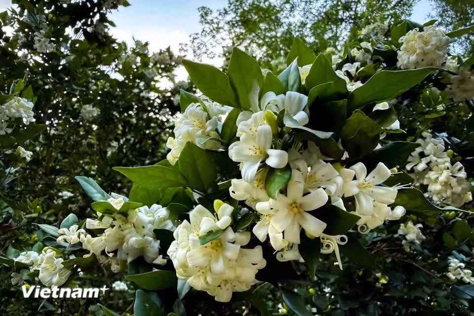 Las flores tienen cinco pétalos y forma de estrella, y crecen agrupadas en los extremos de las ramas. (Foto: Vietnam+)