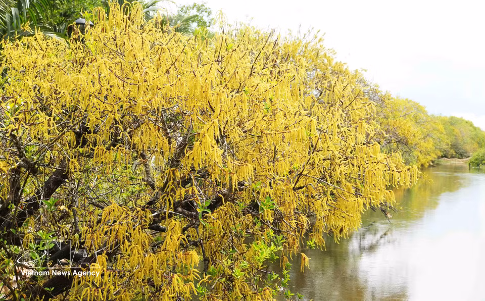Una franja de manglar se tiñe de tonos amarillos y rojo anaranjados durante la temporada de floración. (Foto: VNA)