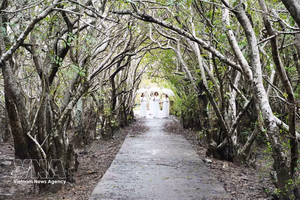 Visitantes recorren el bosque de manglares de Ru Cha, a orillas de la laguna Tam Giang. (Foto: VNA)
