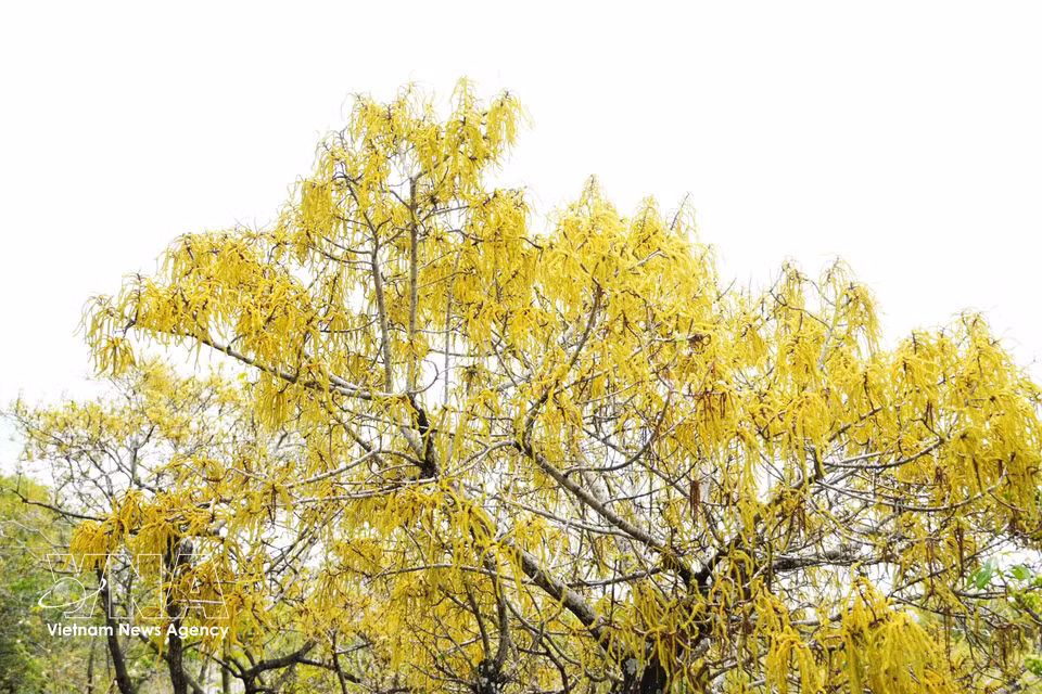 Los árboles de cha, especie característica del manglar de Ru Cha, lucen flores amarillas y rojo anaranjadas durante el otoño. (Foto: VNA)