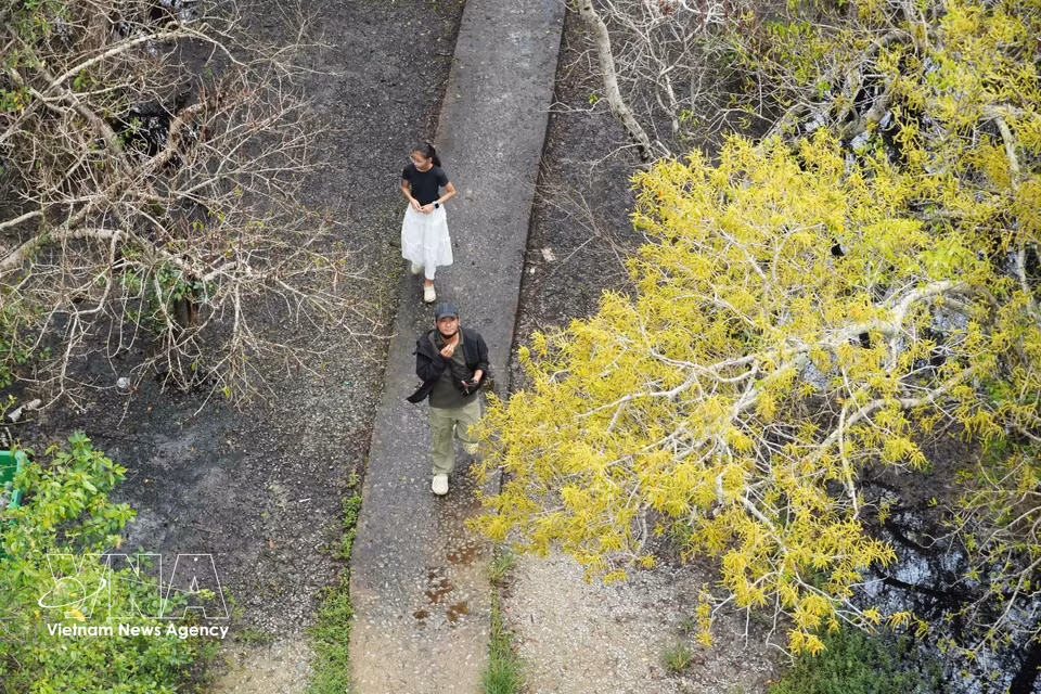 Un paisaje sereno y poético entre los árboles en flor. (Foto: VNA)