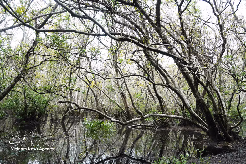 Árboles centenarios se alzan entre la vegetación del manglar. (Foto: VNA)