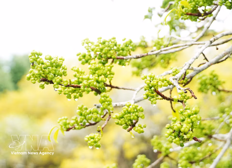 Racimo de frutos del árbol de cha. (Foto: VNA)