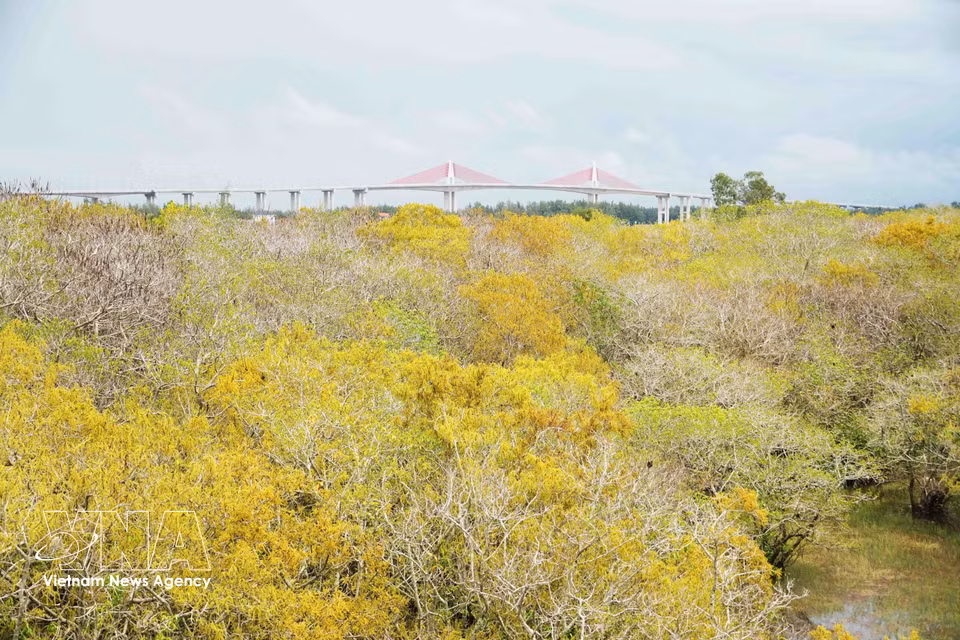 El manglar luce sus característicos tonos amarillos y rojo anaranjados en otoño. (Foto: VNA)
