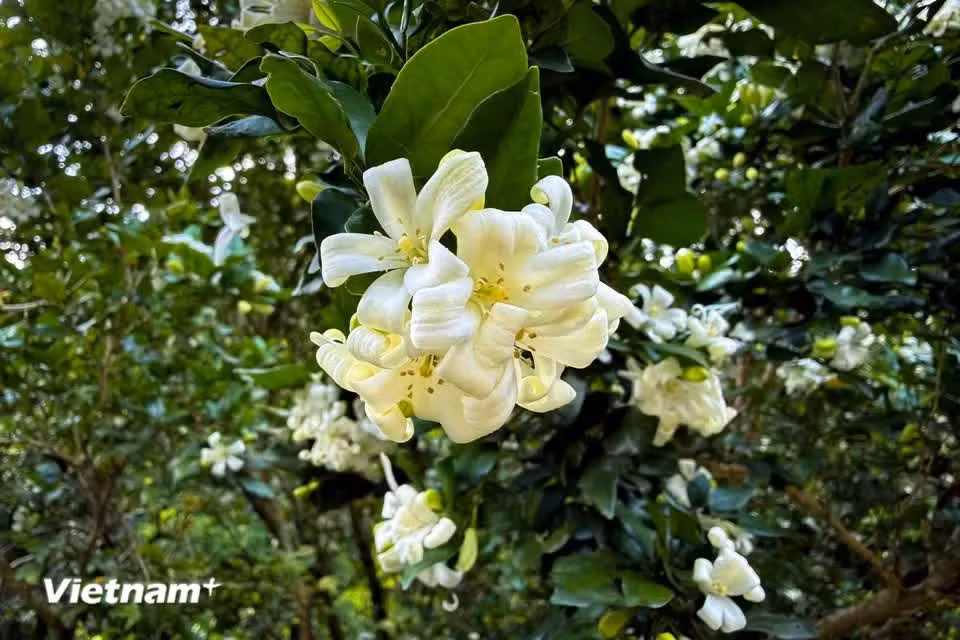 Las flores, de un blanco puro, realzan el aspecto elegante y delicado de la planta. (Foto: Vietnam+)