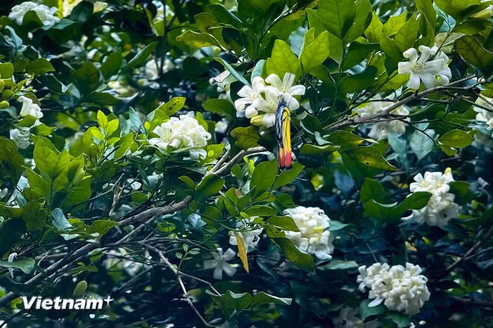Originario de la región mediterránea, el laurel está presente actualmente en numerosos lugares del mundo, incluido Vietnam. (Foto: Vietnam+)
