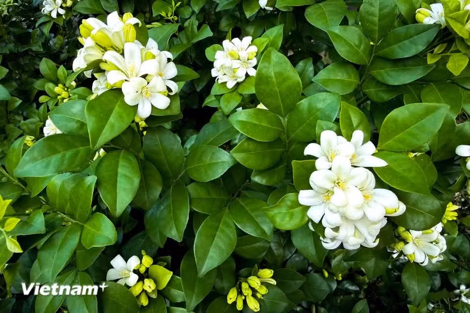 El principal atractivo del laurel son sus pequeños racimos de flores blancas, que desprenden un aroma dulce, puro e intenso, especialmente por la noche y a primeras horas de la mañana. (Foto: Vietnam+)
