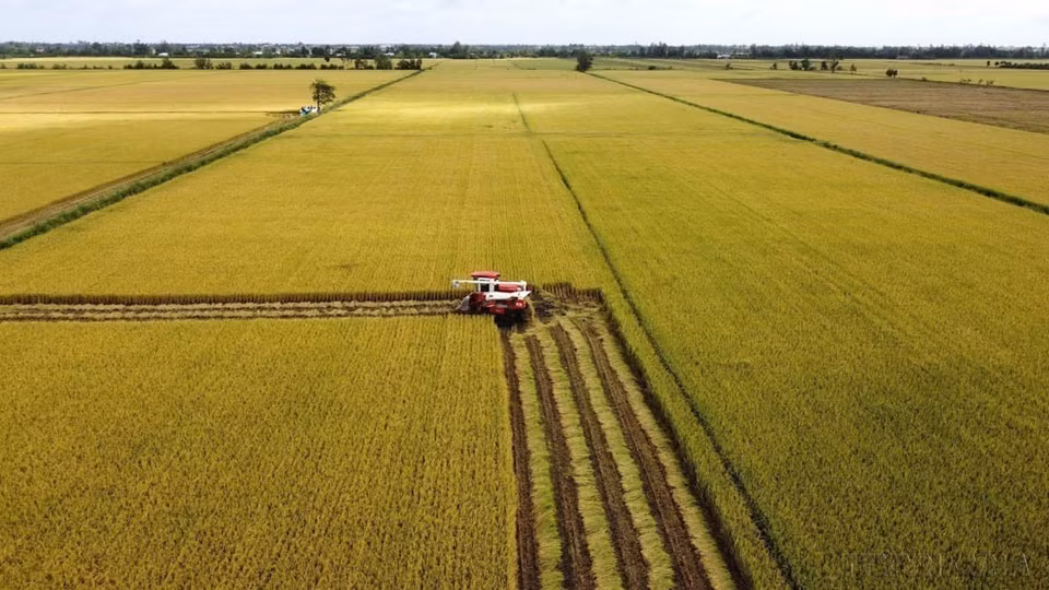 La tecnología agrícola ayuda a cambiar el panorama, permitiendo que la agricultura vietnamita se integre y se desarrolle en la era de la revolución industrial 4.0. En la foto: Cosecha de la zona experimental del proyecto de producción de arroz de alta calidad y baja emisión de carbono en la comuna de Lang Bien, distrito de Thap Muoi, provincia de Dong Thap. (Fuente: VNA)